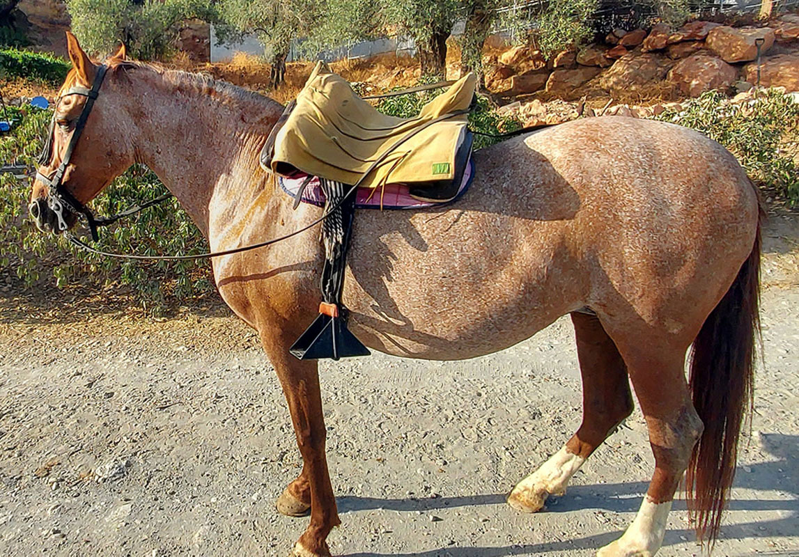 Canela