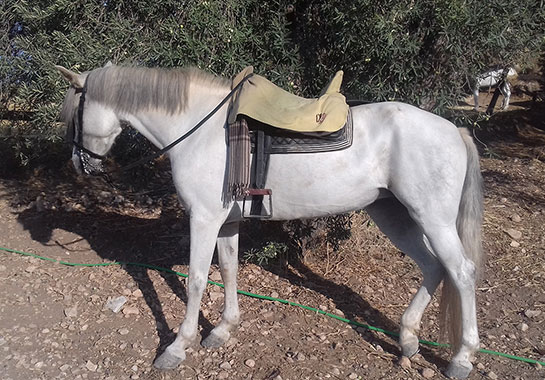 Cordobesa